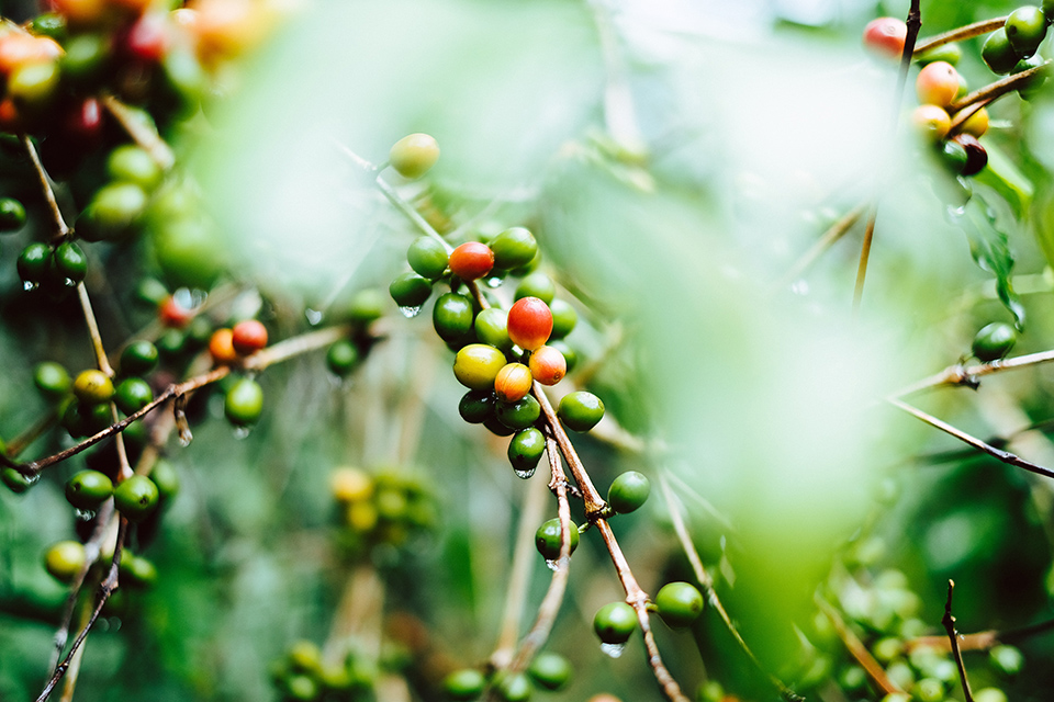cerise de café en grains Guatemala